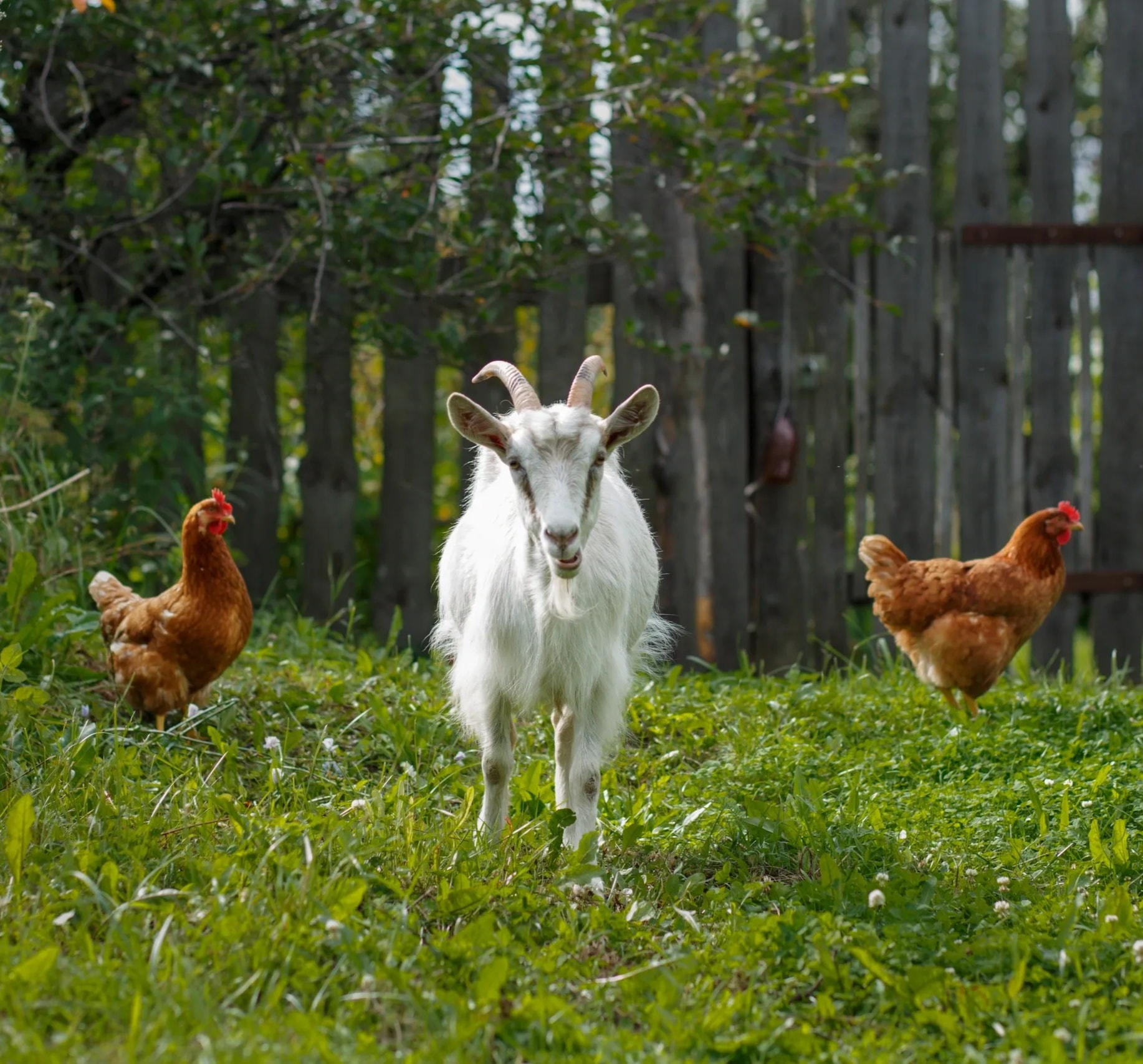 Goats roaming freely on our farm