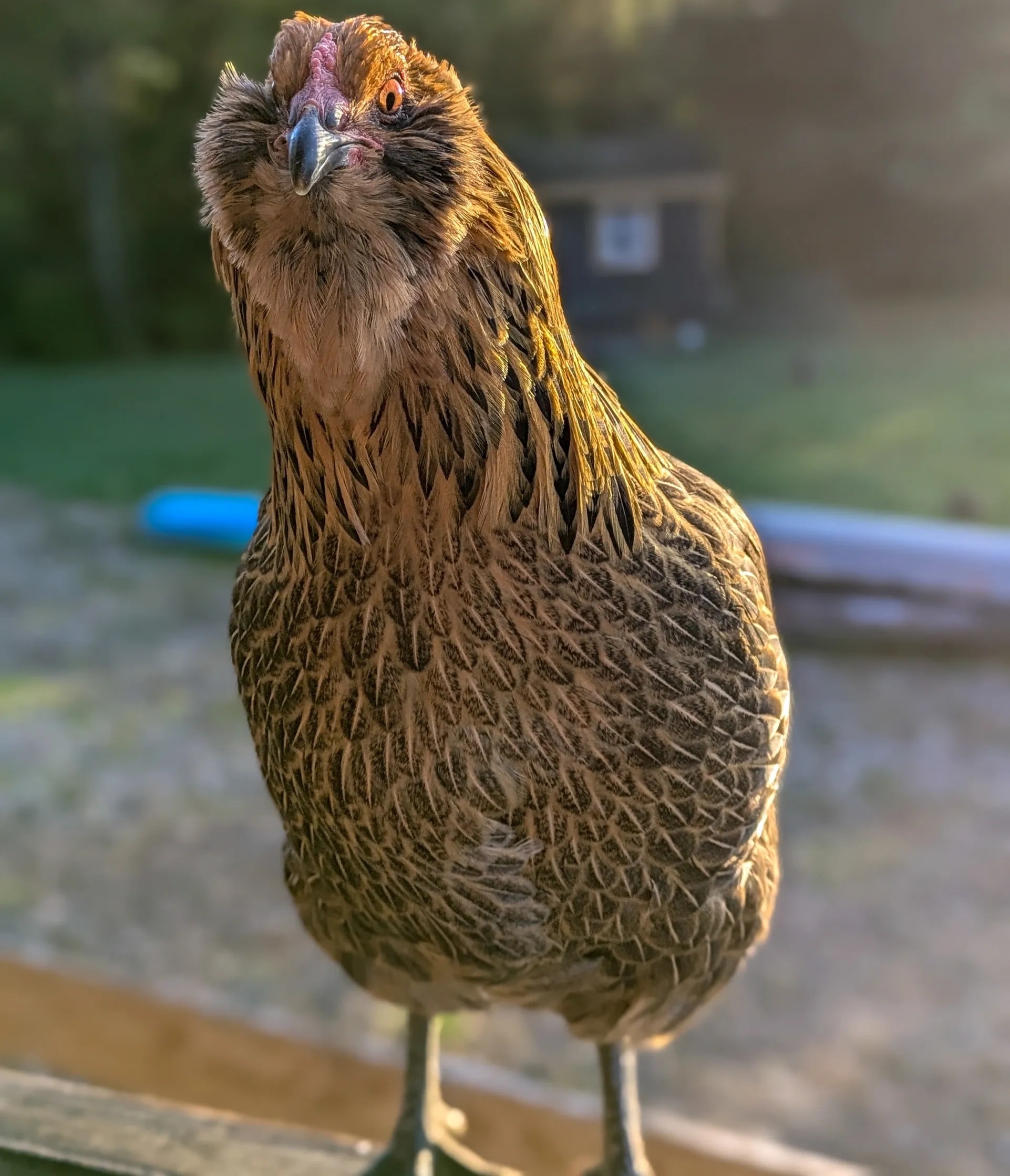 Easter Egger Rooster portrait