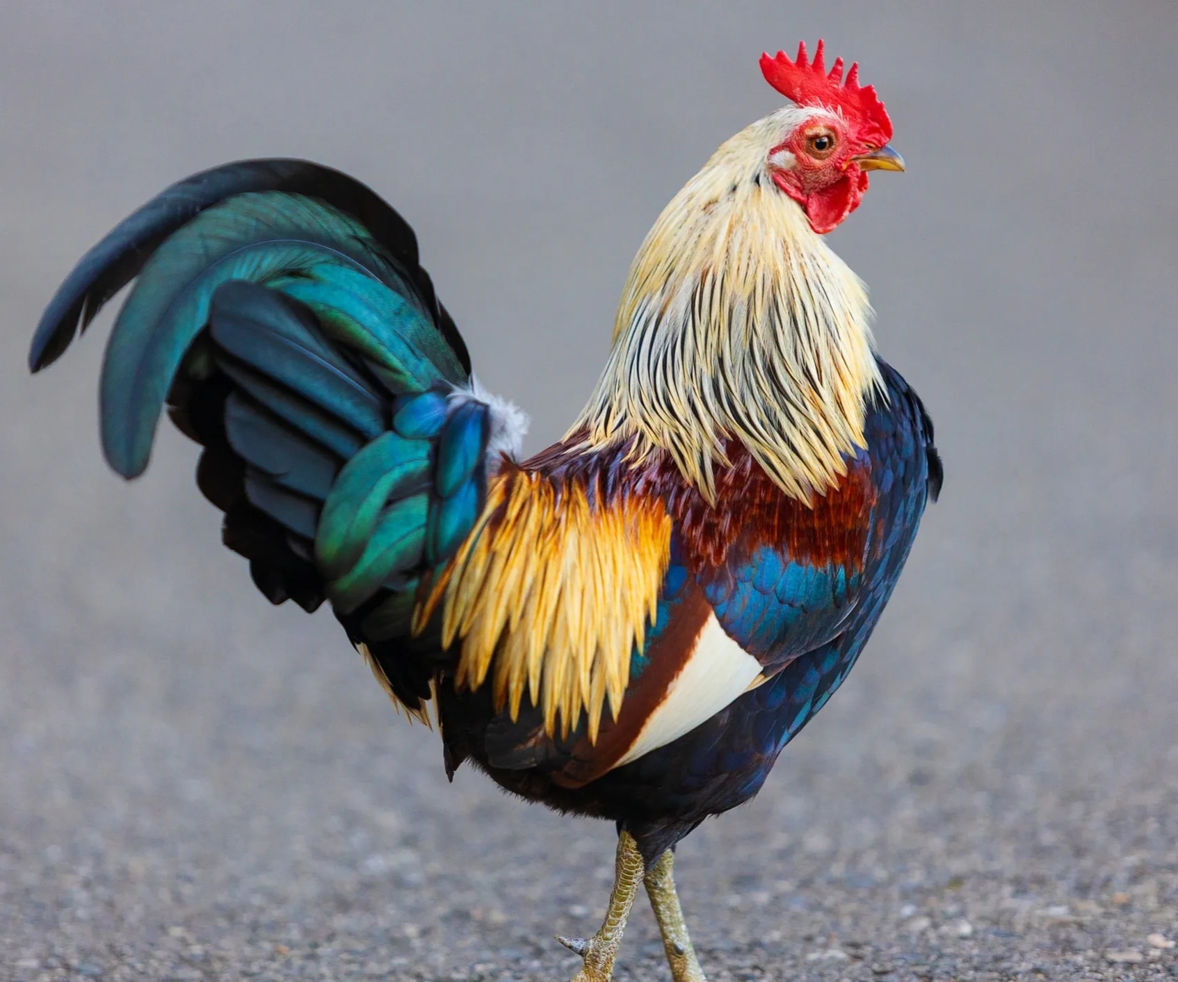 Hybrid Rooster portrait