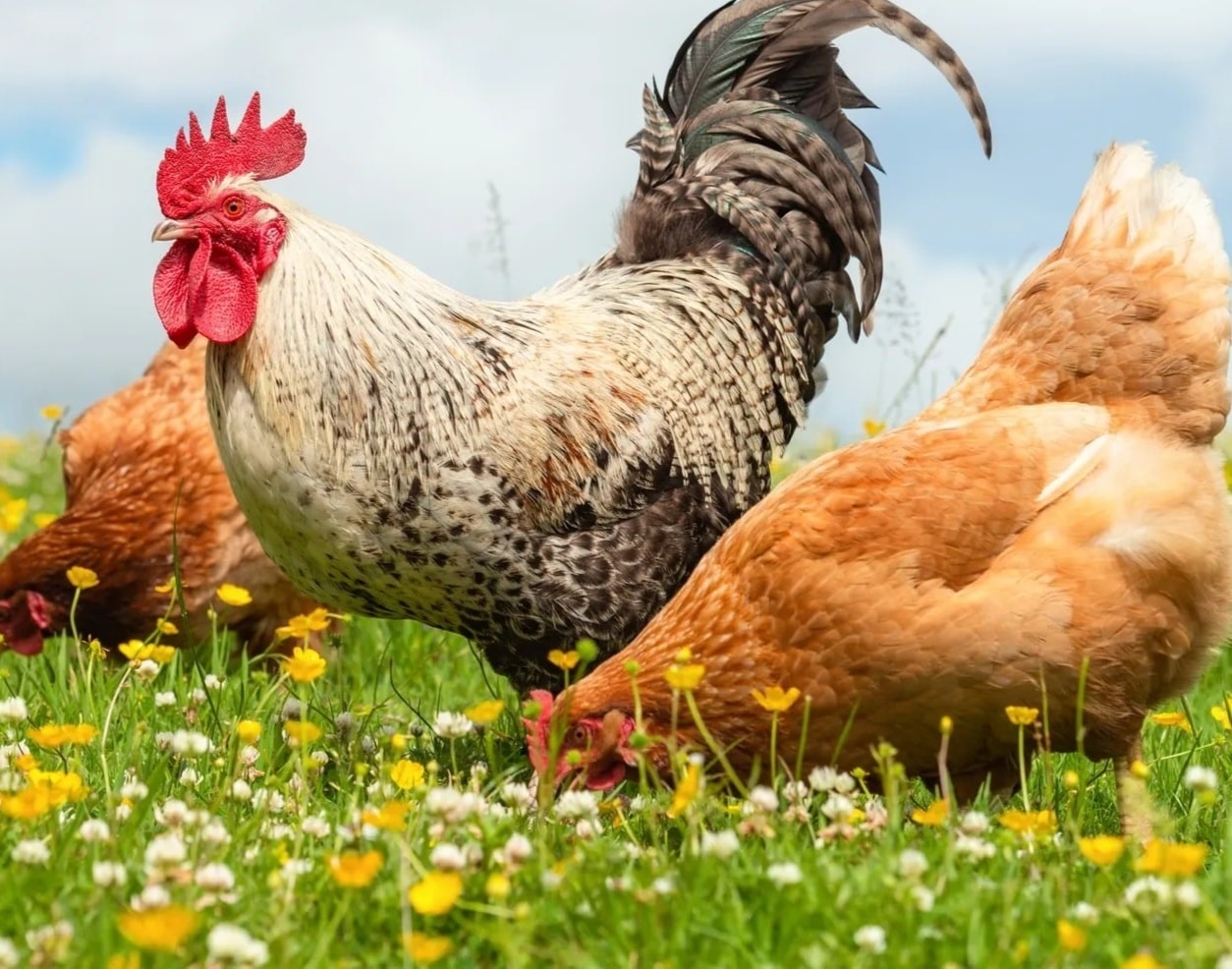 Olive Egger Rooster portrait