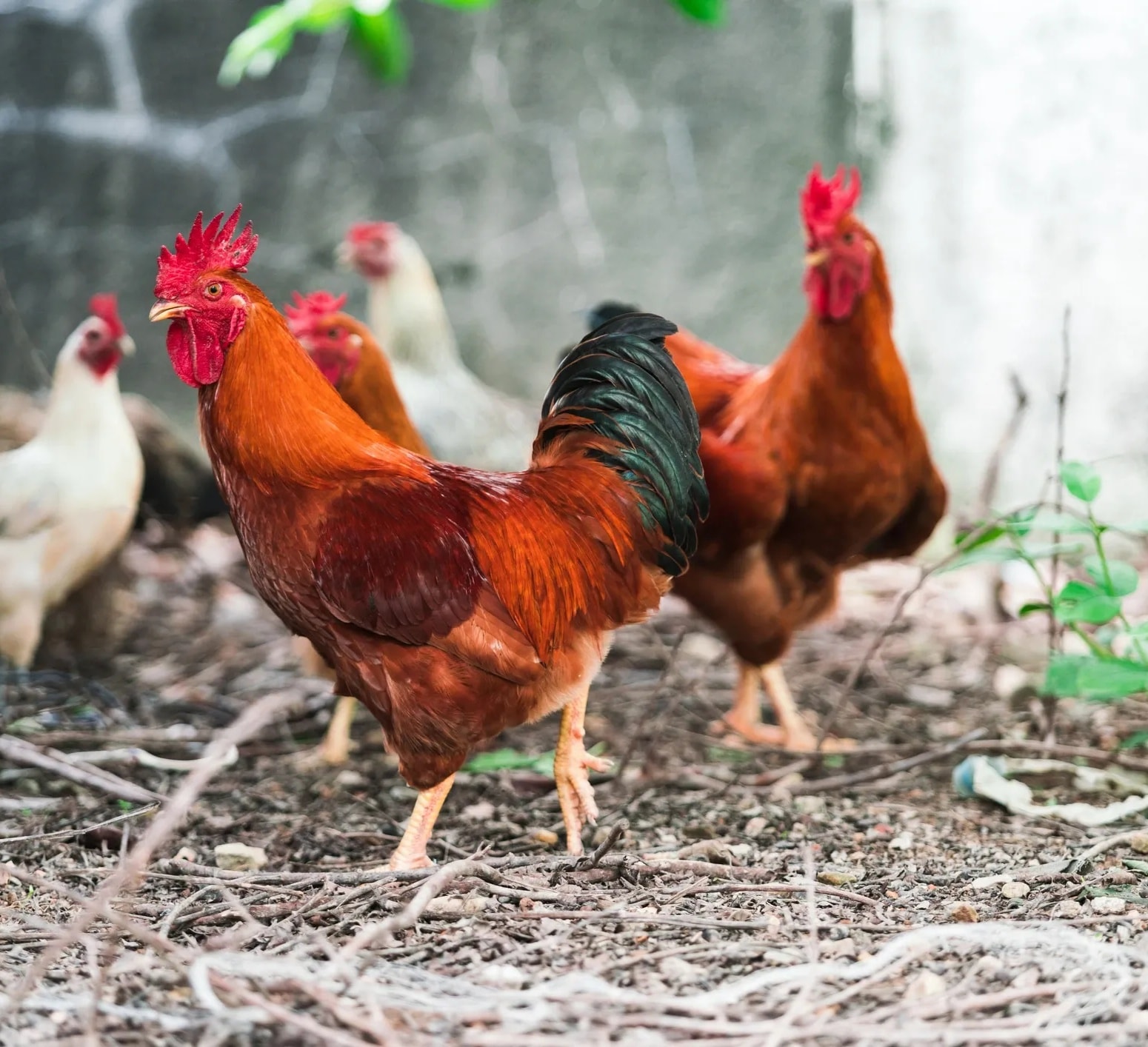 Red Broiler Rooster portrait